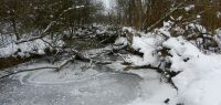 62-am-letzten-Eistag-am-kleinen-Haselbacher-Urwald-an-der-Menach