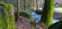 87-Vorfruehling-am-Bogenbach---Noch-sind-die-Wiesen-braun