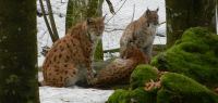 75-jan-18---Luchsmutter-mit-Nachwuchs-im-Tierfreigehege-des-Nationalparks-BW-ft