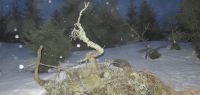 82-jan-18-Zum-Sonnenaufgang-am-Zwercheck---mystischer-Nebel-hat-auch-etwas-fuer-sich-bm