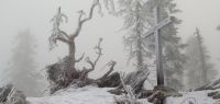 83-jan-18-Svaroh-an-der-Grenze-am-Zwercheck-bm