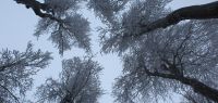 91-jan-18-Prachtbuchen-am-Hirschenstein-bm