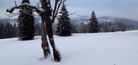 135-feb-18-beim--Stelzenbaum-am-Jaehrlingsschachten-bm