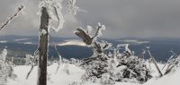 162-maerz-18--einen-Tag-nach-Fruehlingsbeginn-auf-dem-Polom_Fallbaum-mit-Blick-auf-Haidl-bm