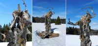 175-april-18-Da-oide-Ahorn-am-Hochschachten-ft