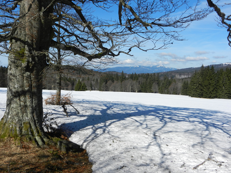 2018 04 06 41 Hochschachten blick zum Arber
