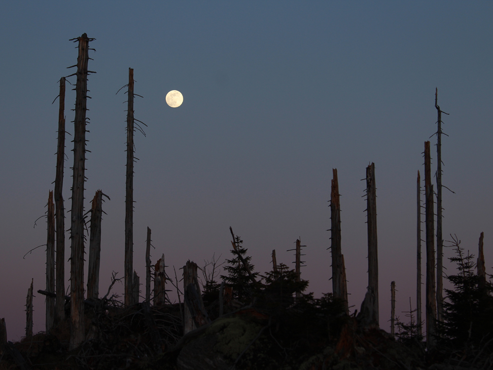 175 Lichtweitergabe an den Mond 2019 04 18 bm