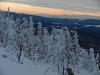 006_erste_Zwercheckmandl_des_Winters_2018_12_19_ft