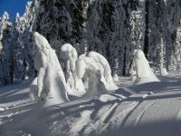 012_endlich_-_erste_Tour_nach_dem_Schneebruch_-_Zwercheck_2019_01_19_ft