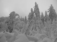 030_Eisregen_erzeugte_einen_schweren_Eispanzer_2019_01_22_bm