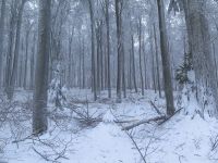 030_Schneebruch_im_Hirschensteinwald_2019_01_22_bm