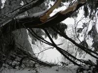 032_so_sieht_der_Wald_nach_dem_Schneebruch_aus_-_wie_hier_am_Proeller_2019_01_24_ft
