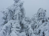 033_schwer_zu_tragen_nach_dem_Eisregen_2019_01_24_ft
