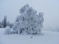 036_die_alte_Buche_am_Schachten_ist_zu_Eis_erstarrt_2019_01_25_ft