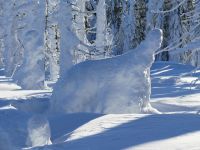 057_Schneekuh_bm