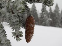 071_der_Fichtenzapfen_mutiert_zum_Eiszapfen_2019_02_12_bm