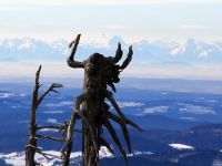 103_zrupfte_Rachelhex_vor_der_Alpenkulisse_2019_02_24_bm
