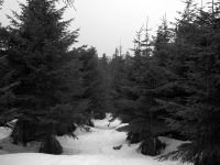 108_Dreanterhalb_der_Grenz_-Verfilzter_Pampferwald_2019_03_03_bm