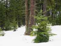 113_Pampferwald_2019_03_03_bm