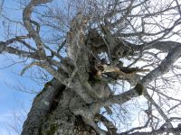 137_alter_Schachtenbaum_2019_03_17_ft