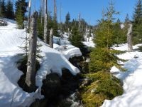 148_Finsterauer_Lusensteig_entlang_des_Kleinen_Schwarzbachs_2019_03_31_ft