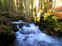 151_Weiter_unten_am_OsserbachI_ist_bereits_Fruehling_eingekehrt_2019_03_31_bm