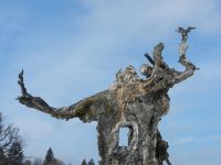 154_der_alte_Ahorn_am_Hochschachten_2019_04_12_ft