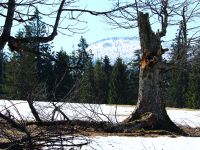 158_Auf_der_Poschunger_Alm_2019_04_15_bm