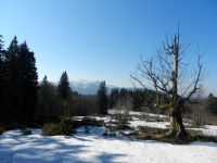 159_Der_Lindberger_Schachten_gewaehrt_fotogene_Blicke_zur_Nordseite_des_Rachels_2019_04_16_ft