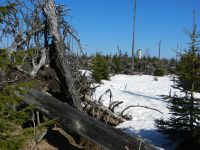 161_neuer_Wald_entsteht_in_den_Windwurfflaechen_des_Polednik_2019_04_16_ft