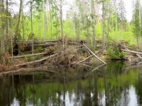 001_Urwald_Boubin-Kubany