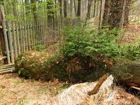 004_Neues_Leben_aus_altem