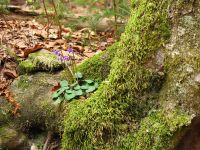 008_Leben_im_schuetzenden_Schoss