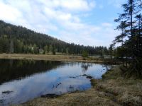 010_Schwimmende_Inseln_am_Kleinen_Arbersee