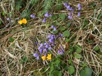 012_Spaetes_Fruehlingserwachen_am_Ufer