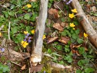 013_Fruehlingsboten