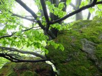 020_Fruehlingsgruene_Buchenblaetter
