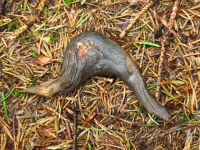 021_mehr_als_ein_krummer_Pinken