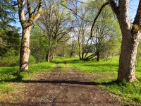 029_Alter_Promenadenweg_in_Alzbetin