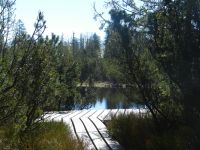 039_Bohlenweg_zum_Latschensee_-_gesaeumt_von_Hakenkiefern_die_im_Winter_flach_liegen