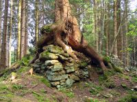 049_Seefoerster__ein_Hauseck_als__Mauerrest