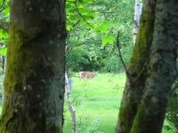 052_Hinterhaeuserl