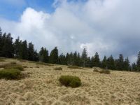 055_Die_Vegetation_am_Mittagsplatzl_kurz_nach_der_Schneeschmelze