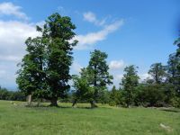 062_Ahorne_auf_der_Alm_waren_Schattenbaume_fuer_das_Vieh