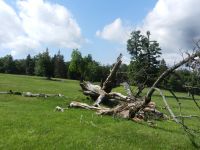 065_Totholz_ist_wertvoller_Teil_der_Natur