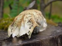 081_Fundstueck_-_Schaedelknochen_eines_Rehs