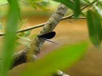 089_Blaufluegel_-__Prachtlibelle_an_der_Moldau