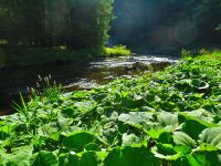 094_Kremelna-Kieslingsbach