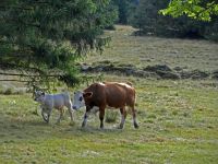 118_Die_Terrassen_werden_wieder_extensiv_landwirtschaftlich_genutzt