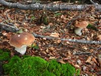 129_Sommer_2019_ein_besonderer_Schwammerlsommer